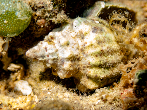 Canarium observed 2026-10-09