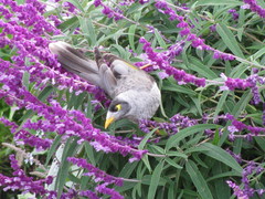 Manorina melanocephala