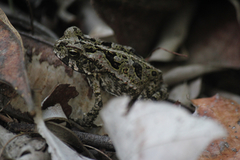 Rhinella marina