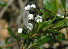 Logania linifolia