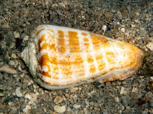 Strombus luhuanus observed 2026-10-09