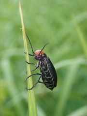 Epicauta mannerheimi