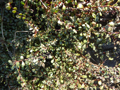 Samolus repens repens