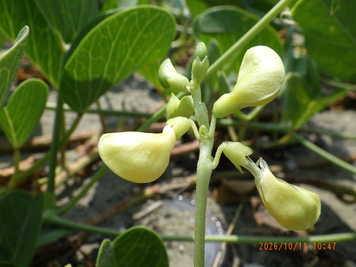 Vigna marina observed 2026-10-11