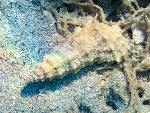 Cerithium columna observed 2026-10-09