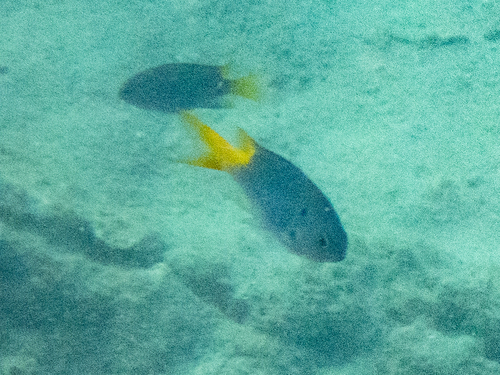 Neopomacentrus azysron observed 2026-10-09