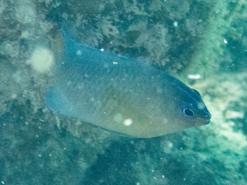 Pomacentrus wardi observed 2026-10-09