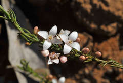 Cyanothamnus nanus nanus