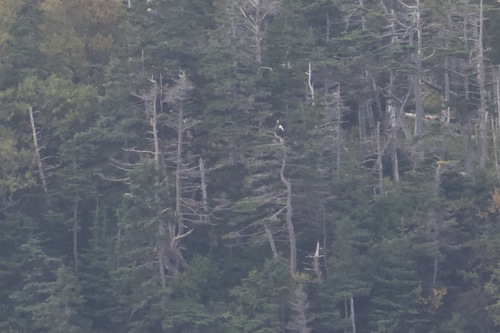Steller's Sea-Eagle