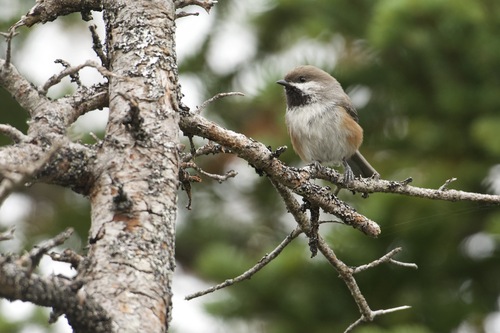 Boreal Chickadee