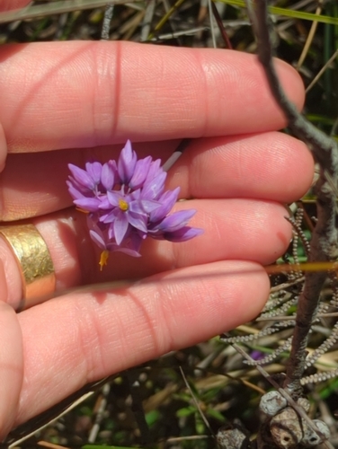 Sowerbaea juncea observed 2026-10-08