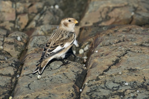 Snow Bunting