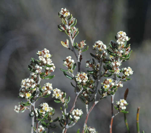Image of Spyridium subochreatum by (c) Chris Clarke, some rights reserved (CC BY)