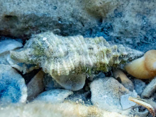 Cerithium columna observed 2026-10-09