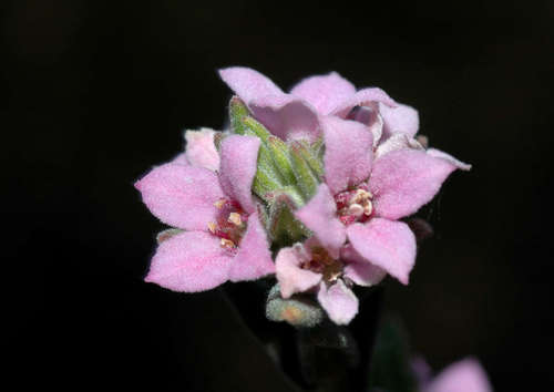Zieria veronicea (F.Muell.) Benth.
