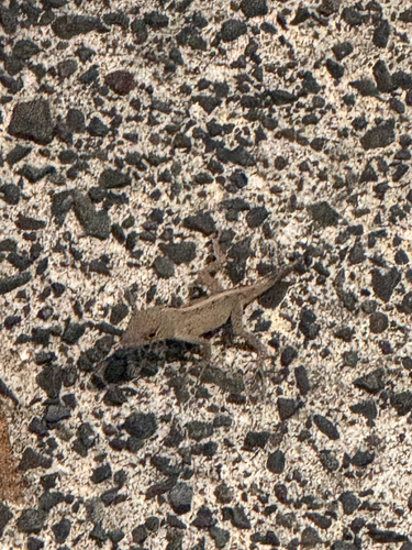 Anolis sagrei observed 2026-10-09
