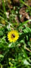 Chasmatopterus