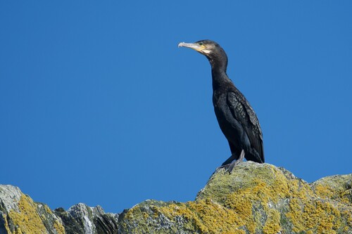 Great Cormorant