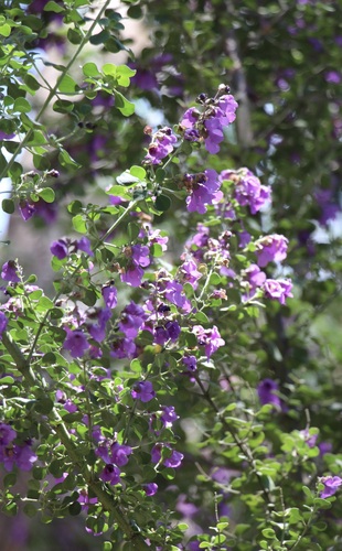 Prostanthera rotundifolia observed 2026-10-04