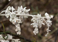 Chenopodium curvispicatum