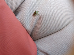 Acanthosoma haemorrhoidale