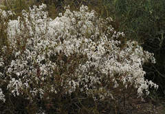 Chenopodium curvispicatum
