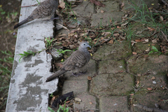 Geopelia striata
