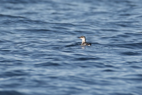Black Guillemot