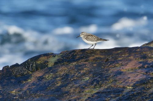 White-rumped Sandpiper