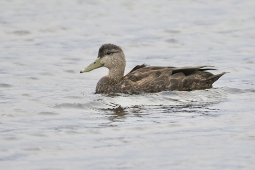 American Black Duck