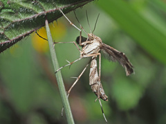 Platyptilia
