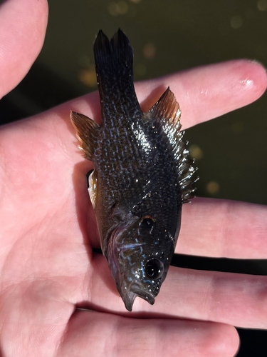Green Sunfish