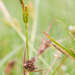 Carex blakei - Photo (c) Chris Clarke, algunos derechos reservados (CC BY), uploaded by Chris Clarke
