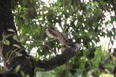 Pycnonotus goiavier