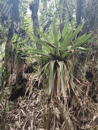 Tillandsia complanata, 2026-10-11
