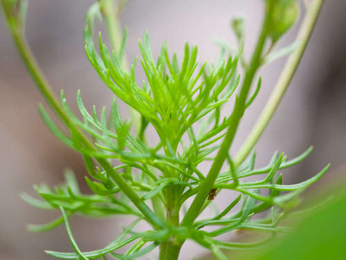 Image of Veronica nivea by (c) Chris Clarke, some rights reserved (CC BY)