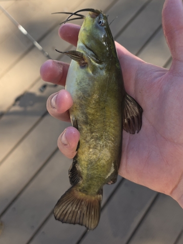 Black Bullhead