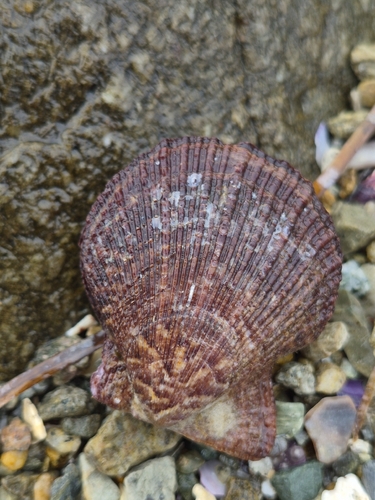 Chlamys farreri, 2026-10-04