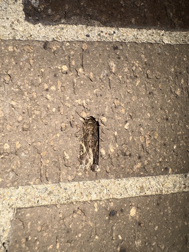 Yellow-striped Armyworm Moth