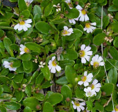 Scaevola hookeri