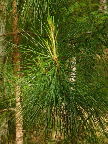 Siberian pine