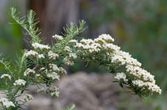 Ozothamnus secundiflorus