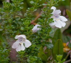 Prostanthera cuneata