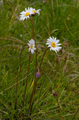 Allittia cardiocarpa