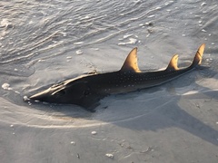 Rhynchobatus djiddensis