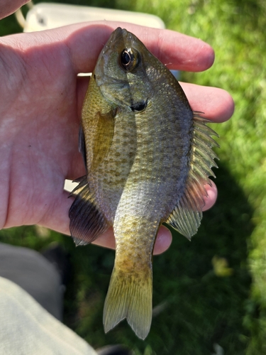 Bluegill