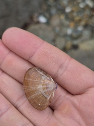Mactra chinensis, 2026-10-04