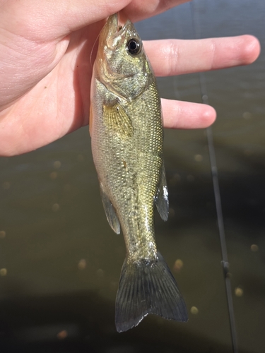 Largemouth Bass
