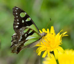 Graphium macleayanus moggana
