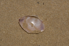 Austromactra rufescens